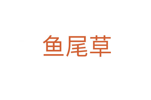 鱼尾草