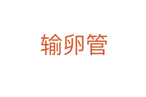 输卵管
