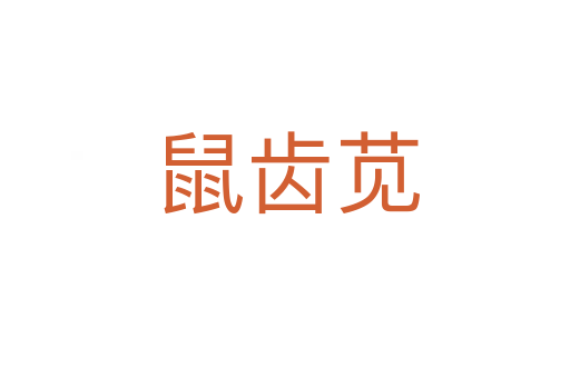 鼠齿苋