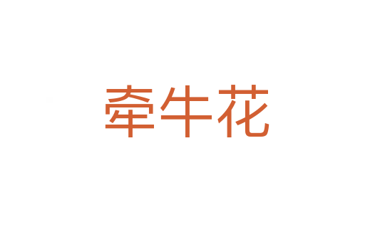 牵牛花