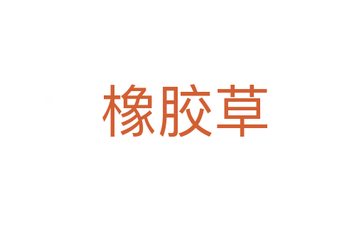 橡胶草