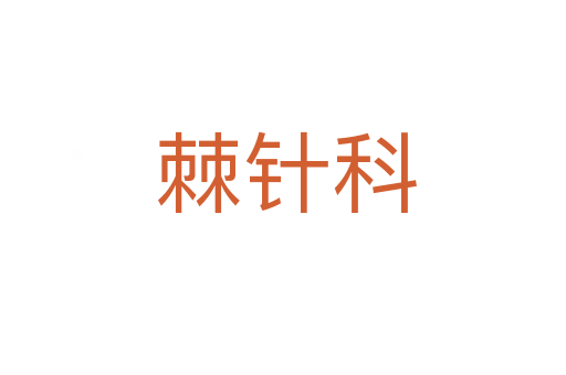 棘针科