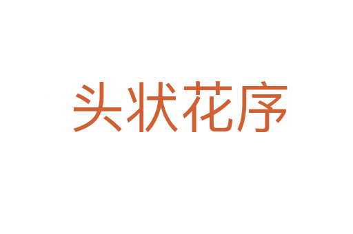 头状花序