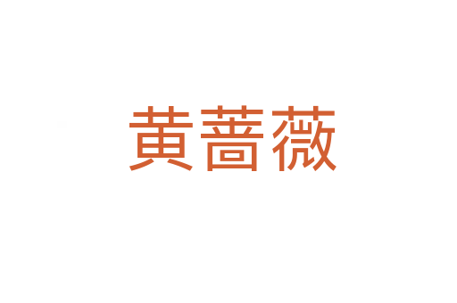 黄蔷薇