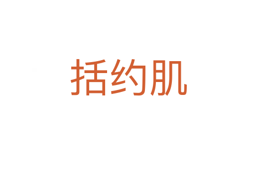 括约肌