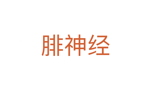 腓神经