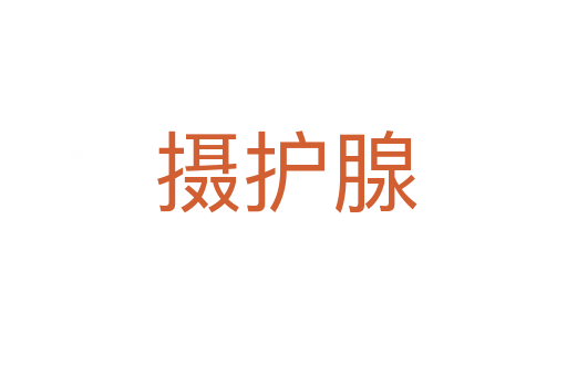 摄护腺