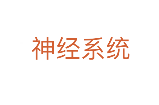 神经系统