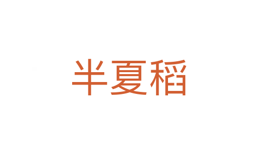 半夏稻