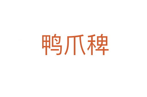 鸭爪稗