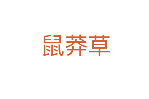 鼠莽草