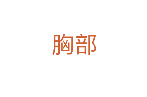 胸部