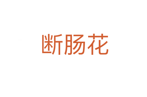 断肠花